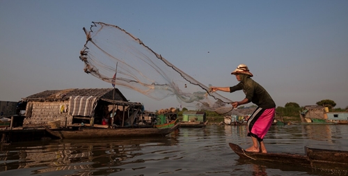 1 5 các loài cá trên sông Mekong đối mặt nguy cơ tuyệt chủng