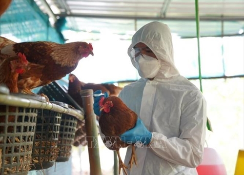 Bộ Y tế thông tin về ca tử vong do mắc cúm A H5N1 tại Khánh Hòa