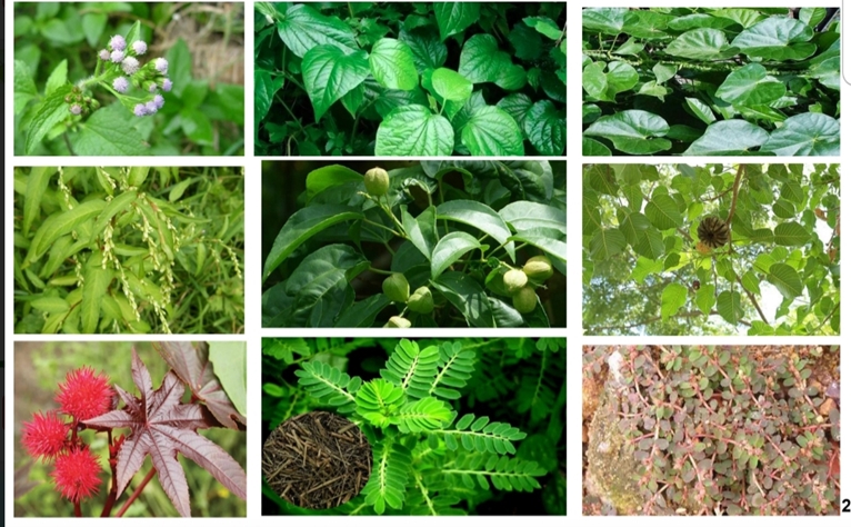 Chế phẩm sinh học từ thực vật bản địa thay thế hóa chất bảo vệ thực vật