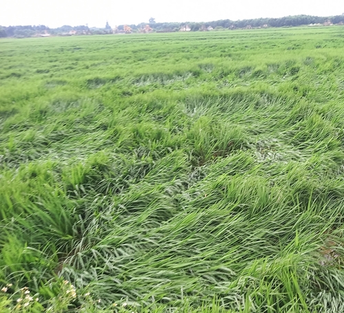 Hàng trăm ha lúa đổ, ngã do dông lốc có nguy cơ thiệt hại nặng