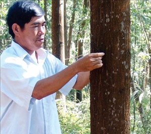 Phát triển diện tích trồng rừng gỗ lớn