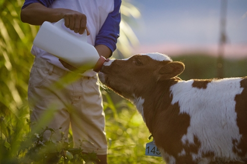 Phát hiện chủng virus H5N1 trong sữa tươi từ động vật bị nhiễm bệnh