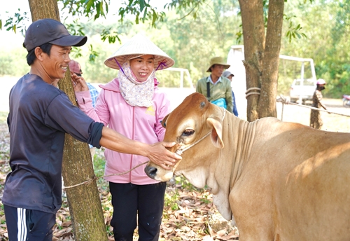 Hỗ trợ hơn 1,5 tỷ đồng bò giống sinh sản ở Hương Thủy