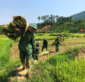 Thu hoạch lúa giúp người dân biên giới