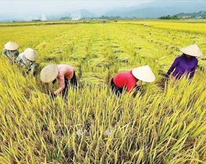 Đại hội đồng LHQ tuyên bố 2026 là Năm quốc tế Nữ nông dân