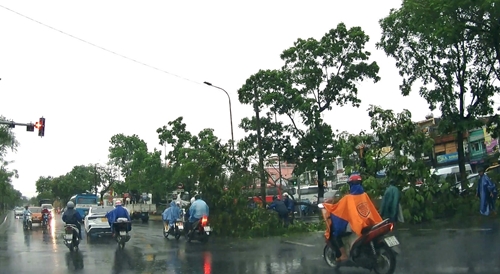 Giông lốc gây đổ, ngã cây xanh trên một số tuyến đường ở thành phố