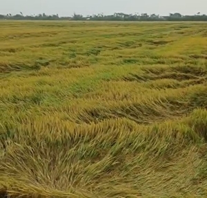 Khắc phục hậu quả giông, lốc làm gần 1 300 ha lúa ngã, đổ