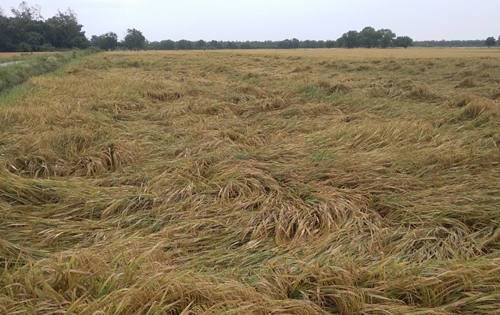 Khắc phục hậu quả giông, lốc làm gần 1 300 ha lúa ngã, đổ