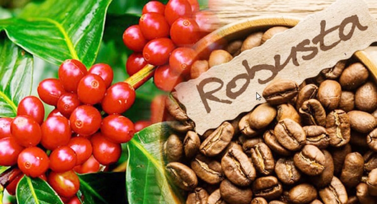 Giá cà phê robusta tăng lên mức cao nhất trong 45 năm do nguồn cung hạn chế