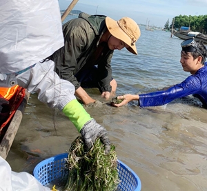 Giữ gìn thảm thực vật thủy sinh tại phá Tam Giang - Cầu Hai
