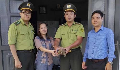 Tiếp nhận cá thể rùa núi vàng cực kỳ nguy cấp