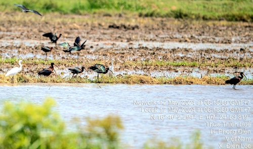 Lần đầu ghi nhận loài chim Quắm đen tại vùng đầm phá Tam Giang - Cầu Hai