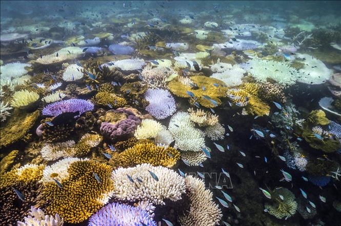 Hiện tượng tẩy trắng san hô toàn cầu lan rộng sang các quốc gia mới