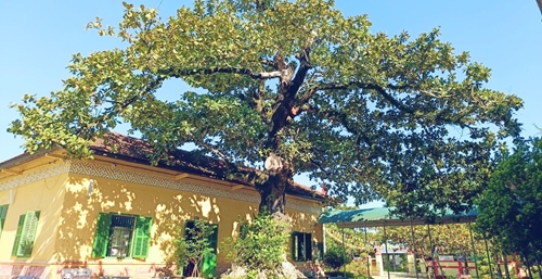 Công nhận cây bàng Trường THCS thị trấn Phú Lộc là cây di sản Việt Nam