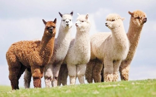 Lần đầu tiên phát hiện biến thể cúm gia cầm H5N1 ở lạc đà Alpaca