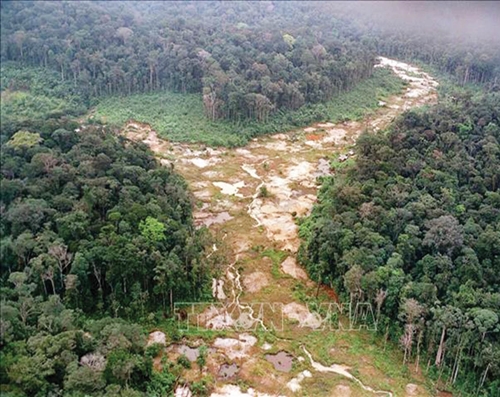 Ngân hàng Thế giới phát hành trái phiếu thúc đẩy tái trồng rừng Amazon