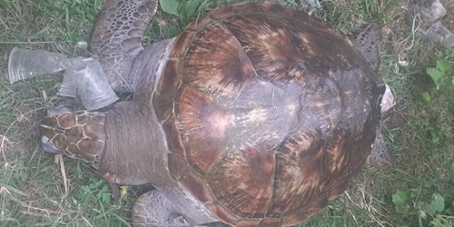 A precious and rare Vich sea turtle released into sea