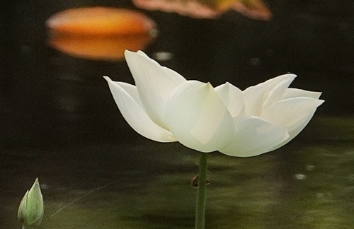 White lotus flowers in early summer