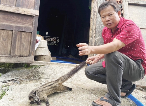 Raising the precious Asian Palm civet