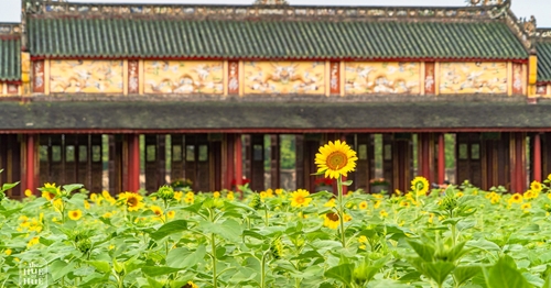 Brilliant sunflower garden in Hue Imperial Palace