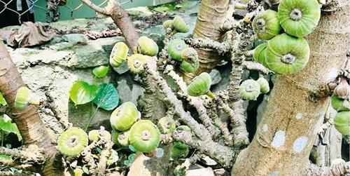 Countless types of summer fruit in Hue