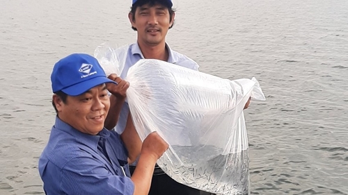 Releasing nearly 100.000 shrimp and fish fingerlings into Tam Giang - Cau Hai Lagoon