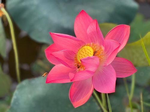 Hue Lotus Festival 2023 to be held from June 23 to 25