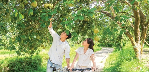 Ripening season of Thanh tra grapefruit