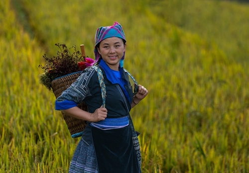 Mu Cang Chai terraced rice fields paradise