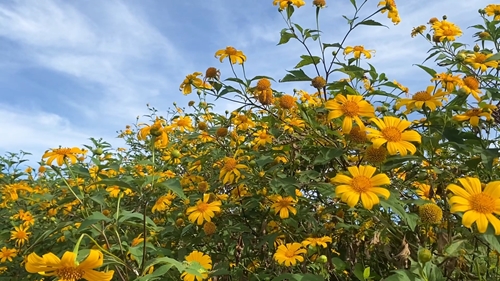 Wild sunflower season returns