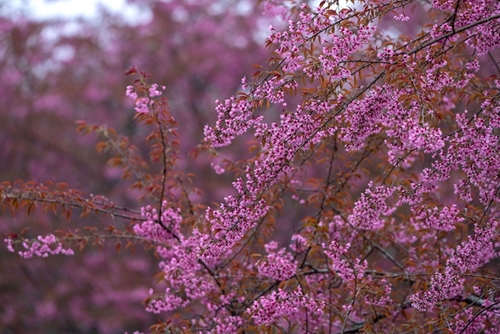 Cherry blossoms bloom abundantly on tea hills of Sa Pa