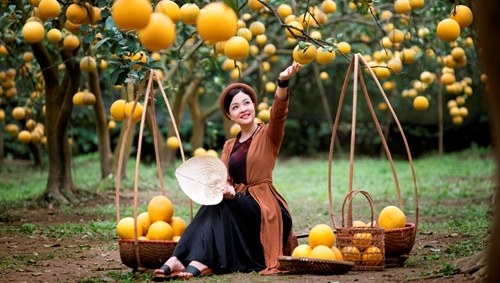 Dien pomelo orchard in Hanoi attracts tourists coming to check-in