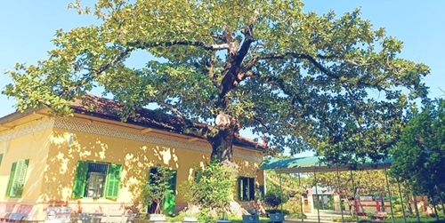 “Tropical Almond Tree” in a schoolyard recognized as Vietnamese Heritage Tree
