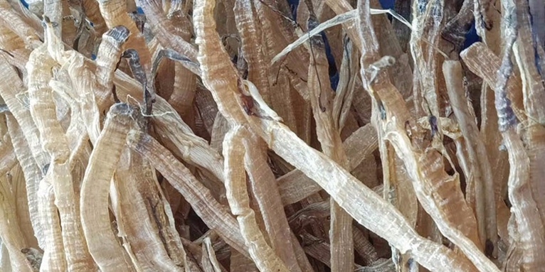“Ginseng” from under the ground