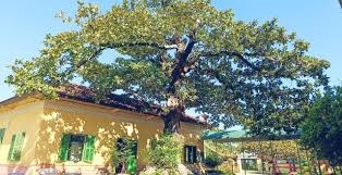 Phu Loc Town Secondary School s tropical almond tree recognized as a Vietnamese heritage tree