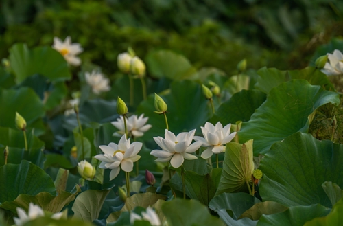 Gentle lotus flowers