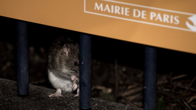 Paris chi 1,5 triệu euro chống... chuột 