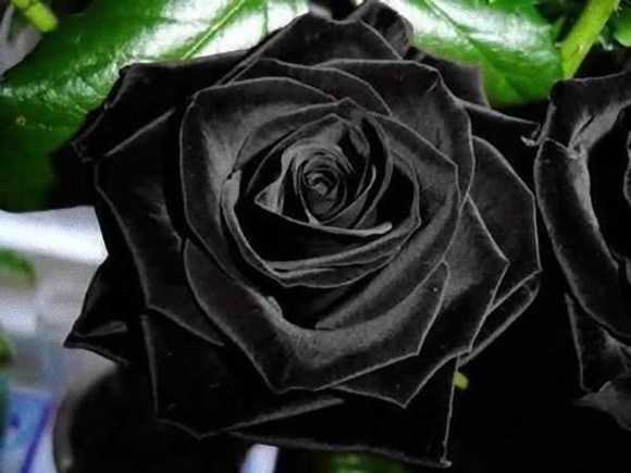 Loài hoa hồng đen kỳ lạ chỉ mọc ở một nơi duy nhất trên thế giới
