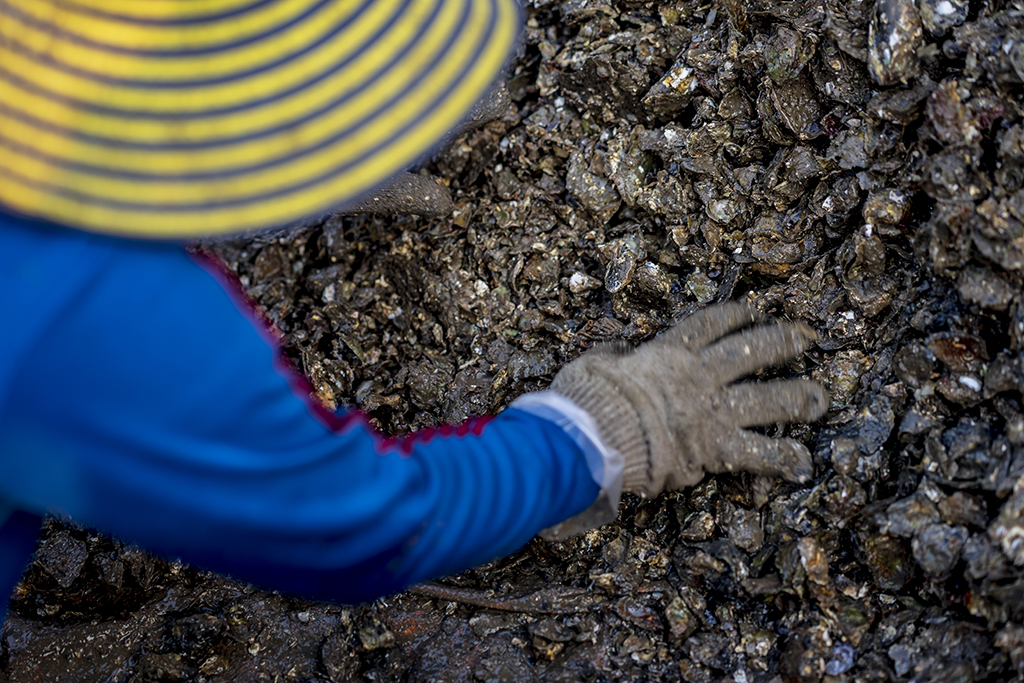 As oyster shells are quite sharp, fishermen have to wear thick gloves to protect their hands