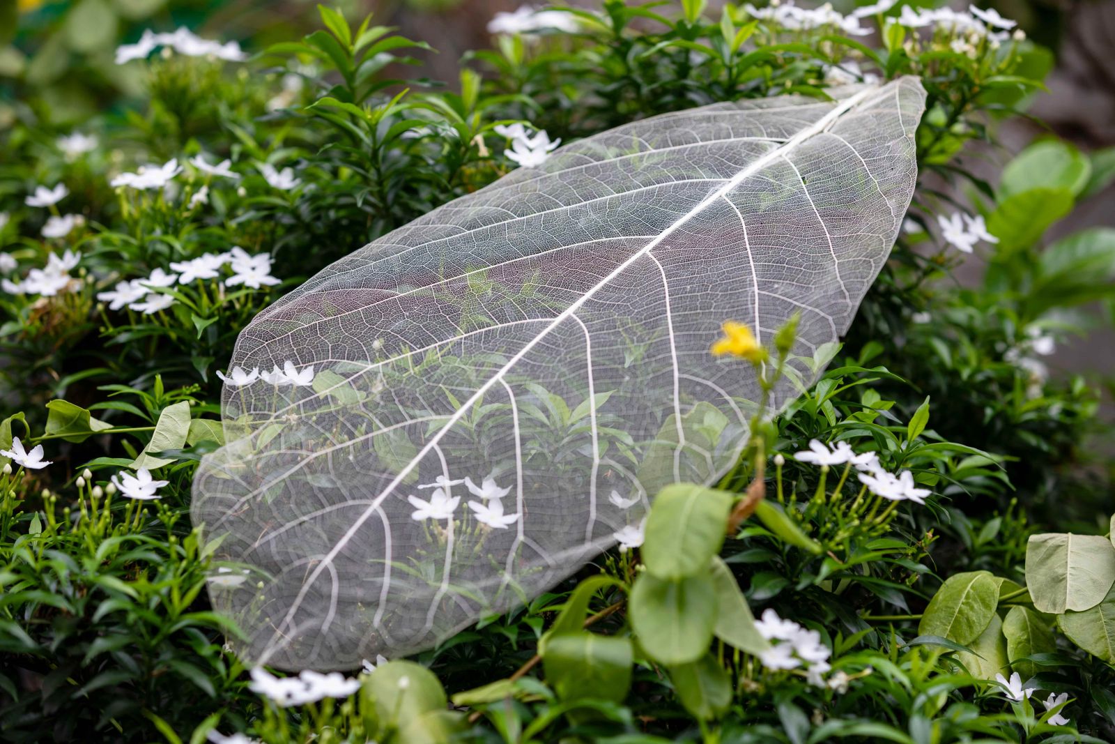 A leaf with a complete transparent venation can be made into beautiful conical hats.