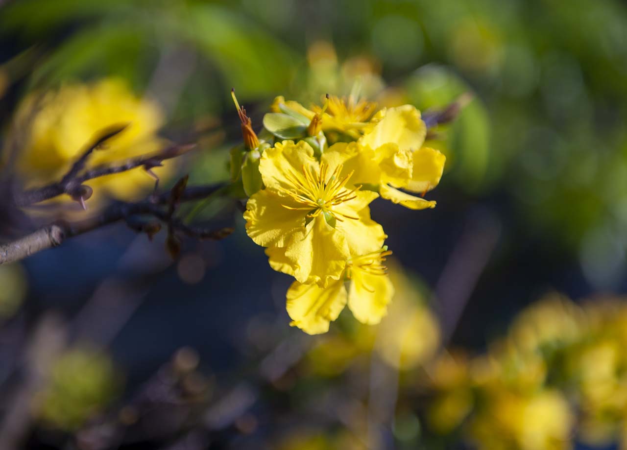 Hue’s yellow apricot blossoms usually has only 5 thick, round petals and radiates fragrance