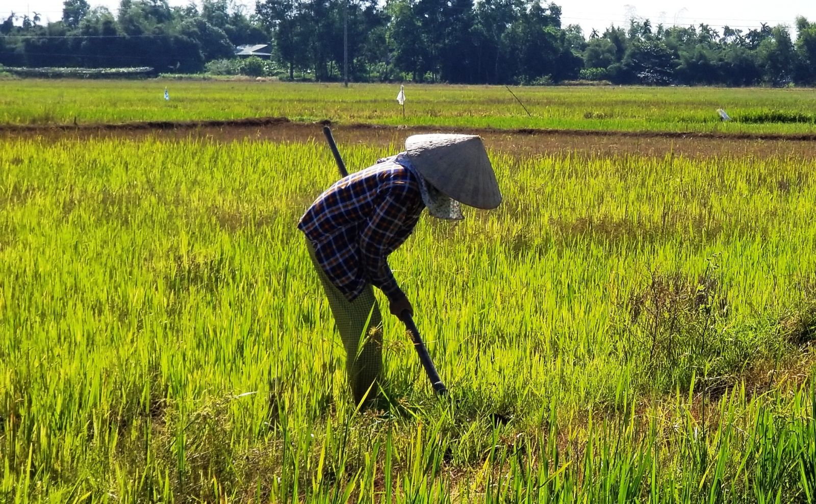 Mô hình nông nghiệp công nghệ cao nào cho năm 2017  GlobalGAP Thực  hành tốt nông nghiệp toàn cầu  GlobalGAP Việt Nam