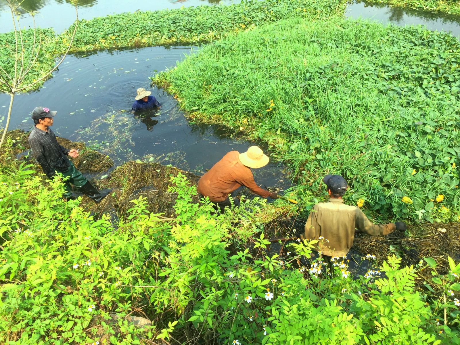 To plant lotus, project implementers have struggled to clean the water surface