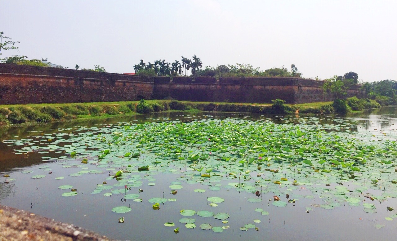 After nearly a month, at present, the lotus on Ngu Ha section on the two sides of An Hoa gate has grown up quite quickly, contributing to creating a green and airy landscape for this river.
