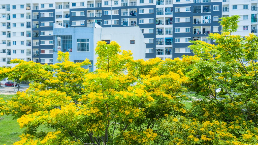 The yellow dalbergia boniana flowers beautify the urban areas and make the buildings more harmonious