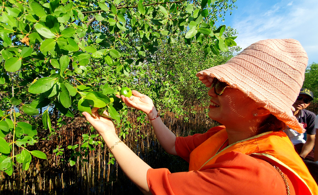 Apple Mangrove, a typical fruit of Tam Giang lagoon, is picked to make sauce for seafood