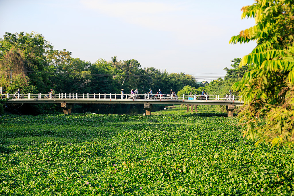 Water hyacinth “invading” the river’s water surface, blocking the flow