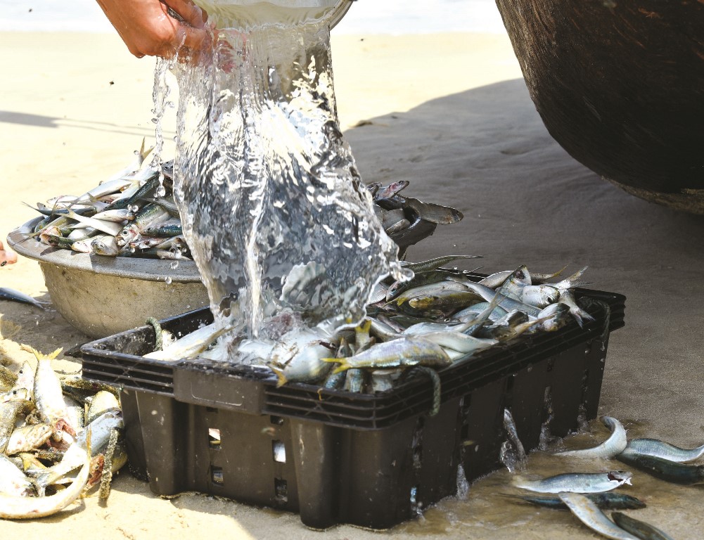 Rinsing the fishes before selling