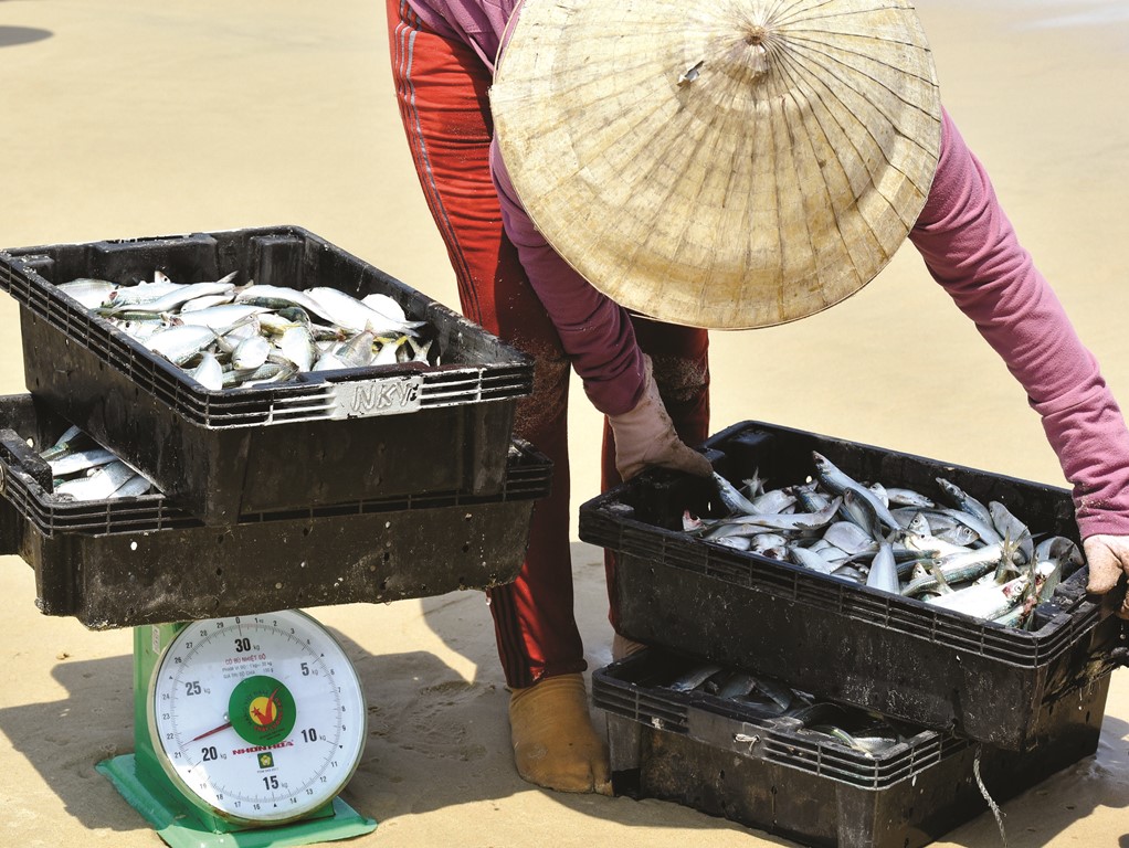 The scale full of a batch of fresh herrings
