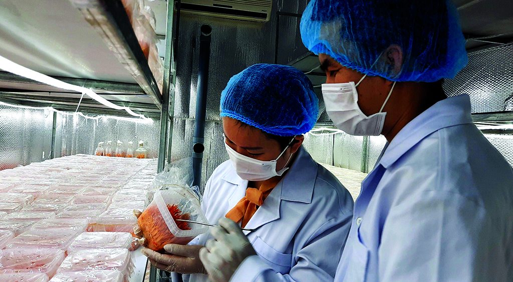 Cordyceps culturing area is designed to ensure food safety